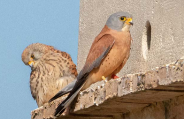 X-ELIO y GREFA celebran cuatro años de éxito en la conservación del cernícalo primilla